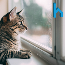 zanzariera per animali domestici